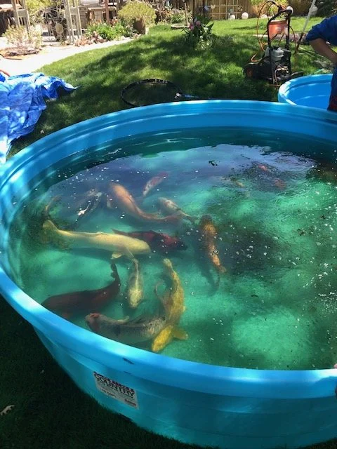 Rescued koi swimming in a blue stock tank at the Ponds By May fish facility